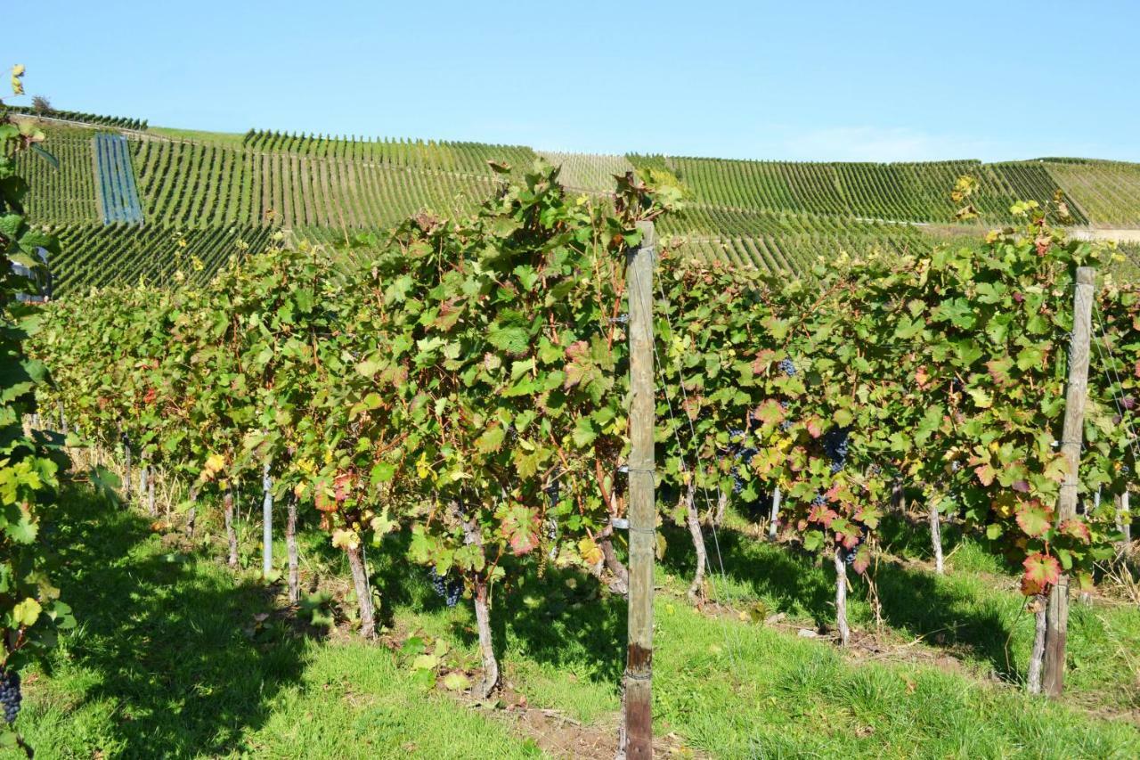 Weingut Mathy-Schanz Osann-Monzel Εξωτερικό φωτογραφία